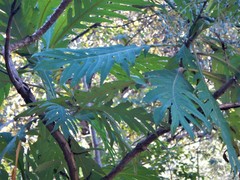 Bocconia arborea