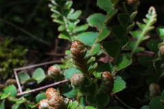 Asplenium ceterach image