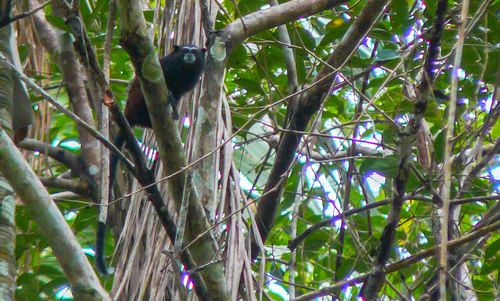 Weddell's Saddle-back Tamarin