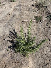 Deinandra floribunda