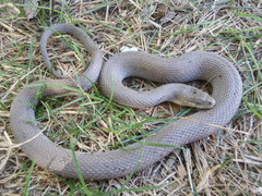 Nerodia sipedon insularum