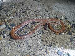 Phimophis guianensis