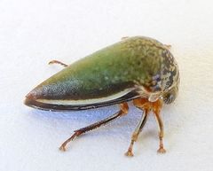 Stictopelta marmorata