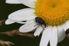 Odontocorynus salebrosus