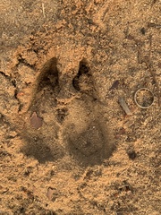 Connochaetes taurinus taurinus