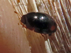 Olibrus bimaculatus