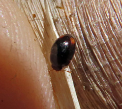 Olibrus bimaculatus