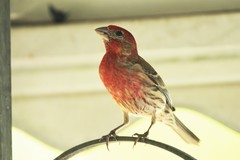 Haemorhous mexicanus