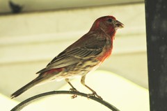Haemorhous mexicanus