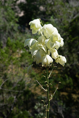 Yucca pallida