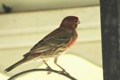 Haemorhous mexicanus