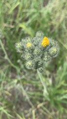 Pilosella echioides