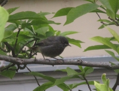 Phoenicurus ochruros