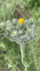 Pilosella echioides