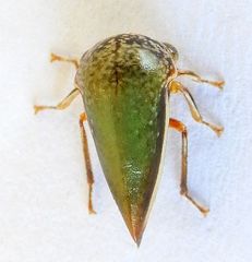 Stictopelta marmorata