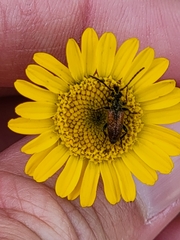 Pseudovadonia