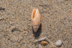 Episcomitra cornicula
