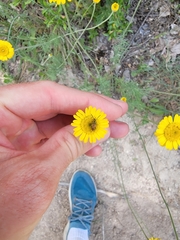 Pseudovadonia