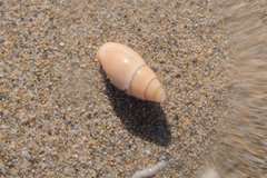 Episcomitra cornicula