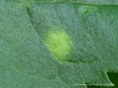 Puccinia sambuci