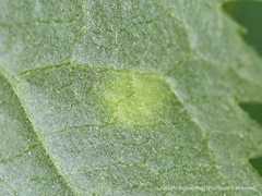 Puccinia sambuci