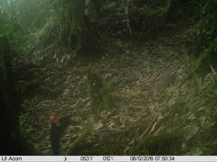 Oreophasis derbianus