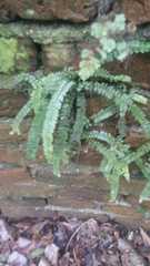 Asplenium ulbrichtii