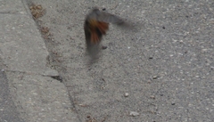 Phoenicurus ochruros