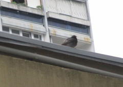 Phoenicurus ochruros