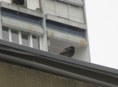 Phoenicurus ochruros