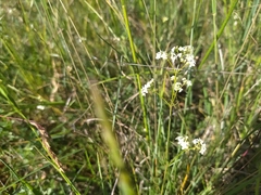 Galium pumilum
