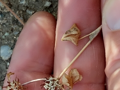 Trifolium glomeratum image