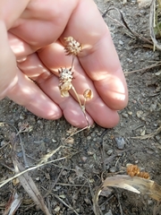 Trifolium glomeratum image