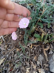 Convolvulus cantabrica image