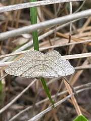 Digrammia eremiata