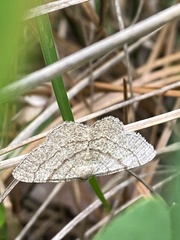 Digrammia eremiata