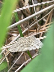 Digrammia eremiata