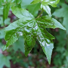 Phyllocnistis liquidambarisella