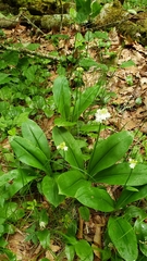 Clintonia umbellulata