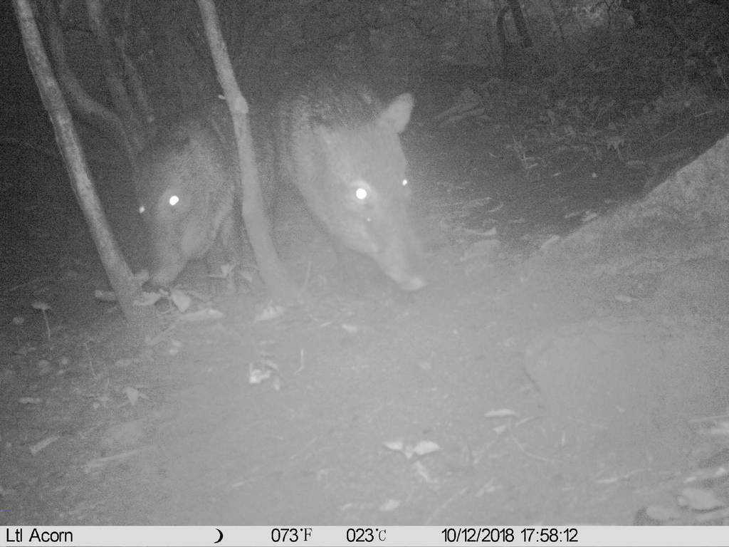 Collared Peccary From Chiapas Pijijiapan On September 24 2018 At 0700 Pm By Fototeca Nacional 