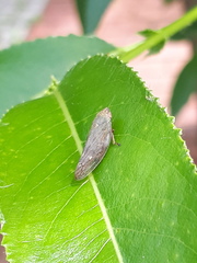 Omalophora pectoralis