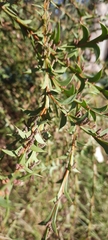 Acacia triptera