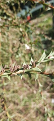 Acacia triptera