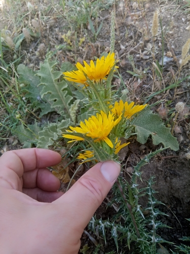 Image of Scolymus grandiflorus by (c) Karim Haddad, some rights reserved (CC BY)