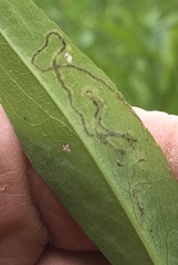 Liriomyza