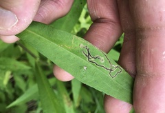 Liriomyza