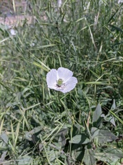 Papaver albiflorum