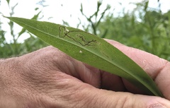 Liriomyza
