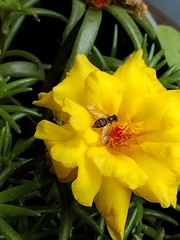 Toxomerus marginatus