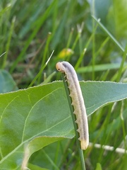 Monostegia